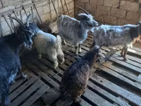 Cabra, Cabras — foto 1