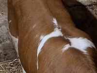 Kuh, Charolais cattle — Foto 3