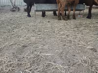 Ziegenbock, Ziegen — Foto 4