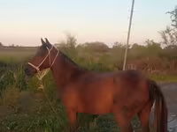 Stute, Karabakh horse — Foto 4