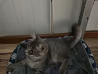 🐱 Şotland pişiyi satılır ✨ Şirin və baxımlıdır 🥰 📦 Üstündə olan — Foto 2