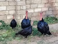 Turkeys — 2-сурет