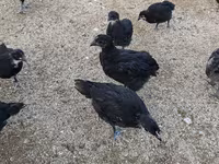 Chickens — الصورة 4