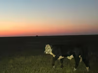 Бұқа, Герефорд — 7-сурет