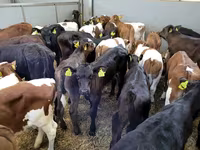 İnək, Russian Black pied cattle — foto 2