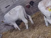 Bulle, Rinder — Foto 5
