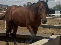 Stute, Thoroughbred horse — Foto 2