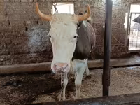 Kuh, Simmental cattle — Foto 3