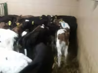 Rinder (Partie, Geschlecht nicht angegeben), Simmental cattle — Foto 4