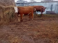 بقرة, Simmental cattle — الصورة 1