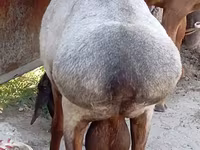 Ram, Ordabasy sheep — photo 6