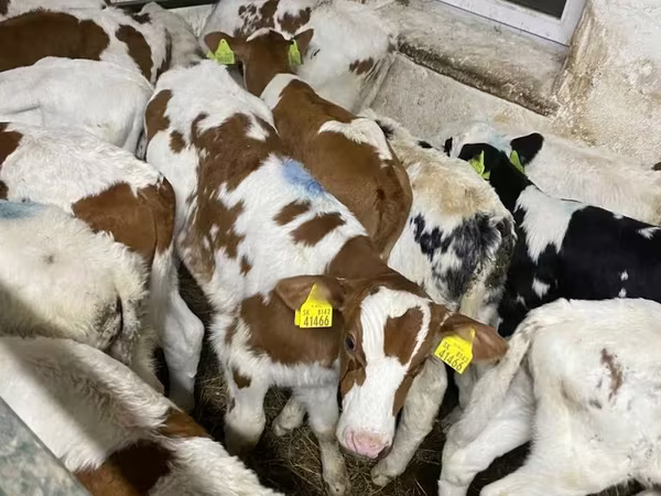 Bulle, Simmental cattle