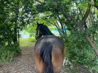 Yegua, Caballos — foto 5