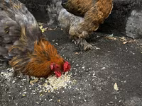 Brahma — foto 2