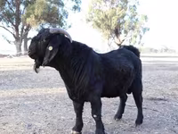 عنزة, Boer goat — الصورة 5