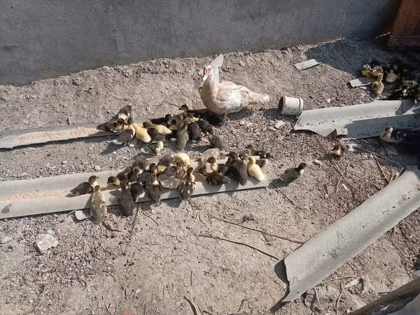 Ducks
