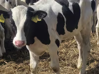Bulle, Russian Black pied cattle — Foto 6