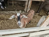 Cabro, Cabras — foto 5
