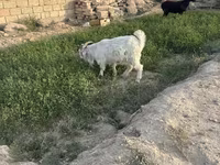 Billy Goat, Goats — photo 1