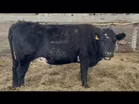 Cow, Aberdeen-Angus — photo 8