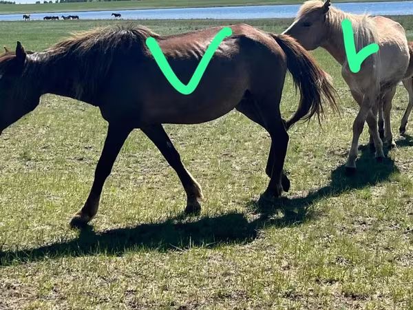 Бие, Horse breed