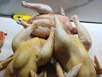 Cocoși de casă — foto 2
