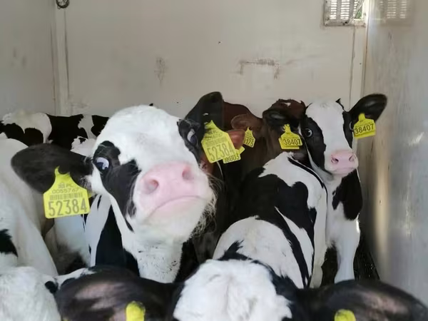 ثور, Russian Black pied cattle