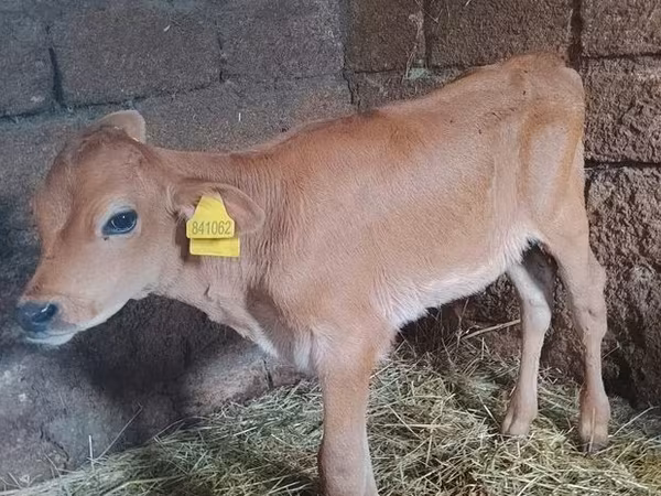 Kuh, Holstein-Rasse