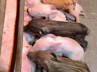 Schweine (Partie, Geschlecht nicht angegeben), Дюрок — Foto 1
