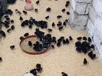 Chickens — 2-сурет