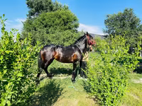 Hengst, Swedish warmblood horse — Foto 4