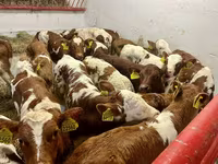 Qoramol (partiya, jinsi ko‘rsatilmagan), Simmental cattle — 3-rasm