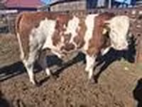 सांड, Simmental cattle — फ़ोटो 8