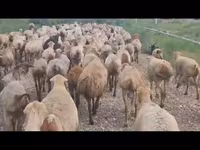 Oveja, Ovejas — foto 5