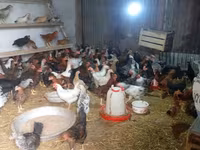 Chickens — फ़ोटो 3