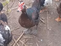 Ducks — الصورة 3