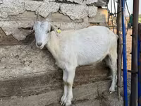 عنزة, الماعز — الصورة 6