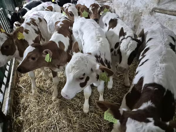 Бик, Simmental cattle