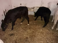 Toro, Aberdeen-Angus — foto 1