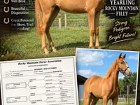 فرس, Rocky Mountain Horse — الصورة 1