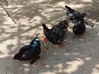 Chickens — 4-rasm