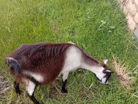 Коза, Saanen goat — фото 2