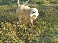 Вівця, Вівці — фото 2