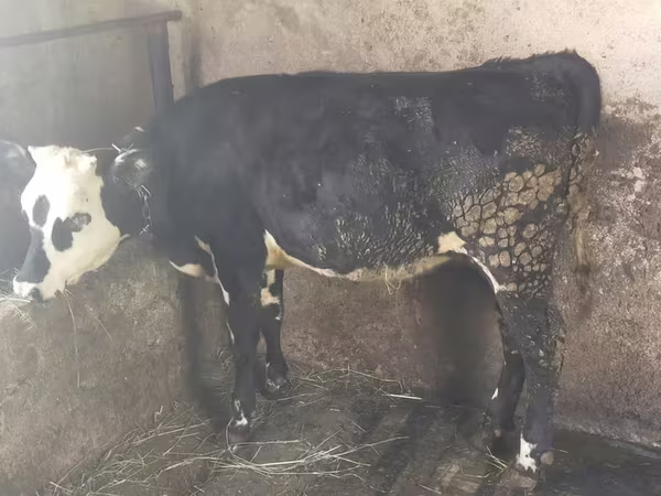 Kuh, Swiss cattle