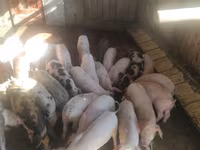 Eber, Schweine — Foto 3