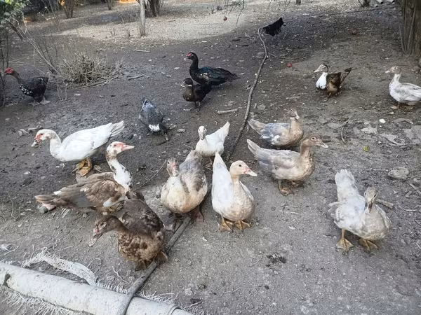 Ducks