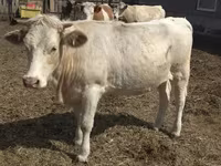Vaca, Swiss cattle — foto 3