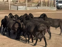 मेढ़ा, Hissar sheep — फ़ोटो 2