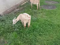 Cabro, Cabras — foto 4