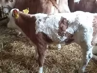 Bulle, Simmental cattle — Foto 3